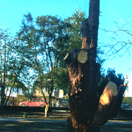 Tree Stump Before 1