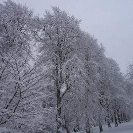 Photo 32 - Trees with Snow