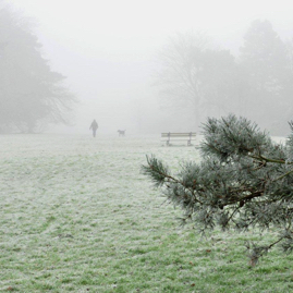 *Valley Gardens in fog