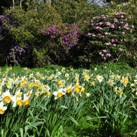 Valley Gardens daffodils
