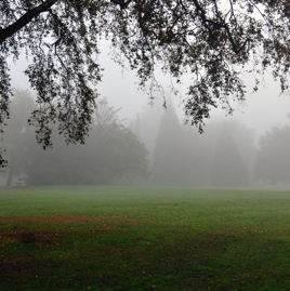 Mist in Valley Gardens