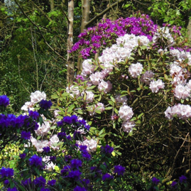 *Rhododendron 170513