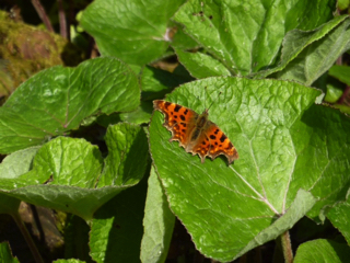 Comma Butterfly